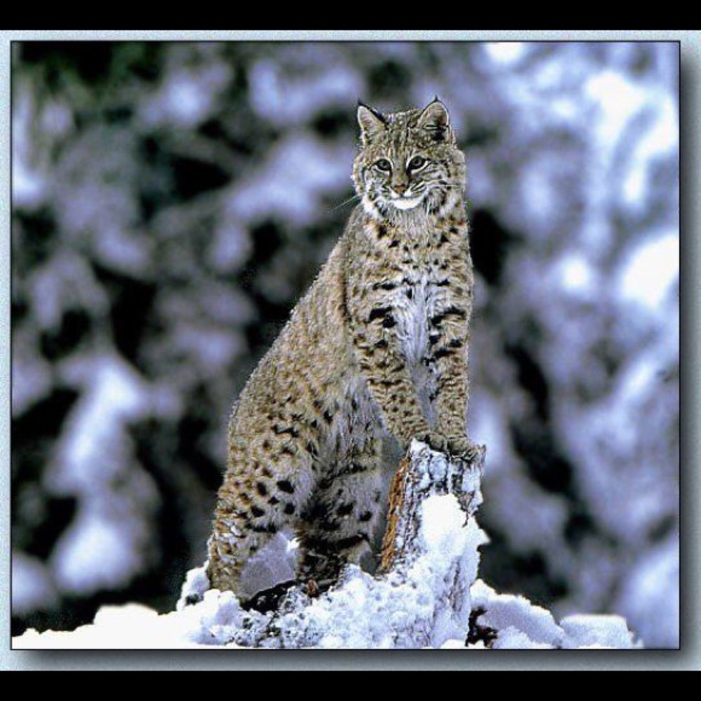 Meet your Posher, Nora